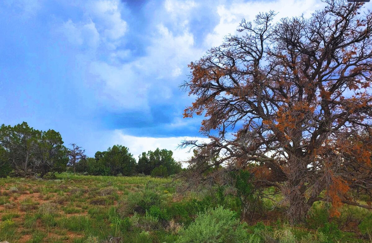 Deep 1 Lots of Trees - 910 S WEDGEWOOD DR WILLIAMS, AZ 86046