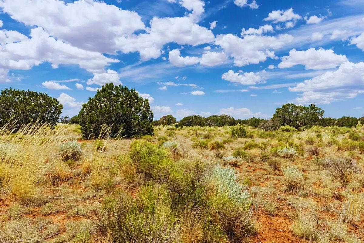 Deep 1 Lots of Trees - 910 S WEDGEWOOD DR WILLIAMS, AZ 86046